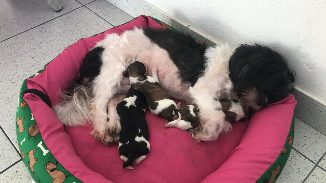 Filhotes de shitszu  - Foto 4