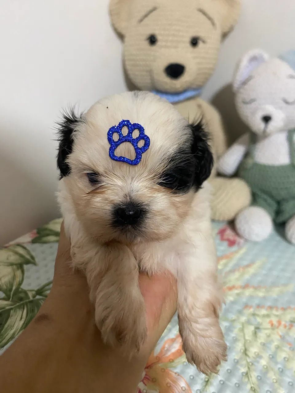 Filhotes de Shihtzu  - Foto 2