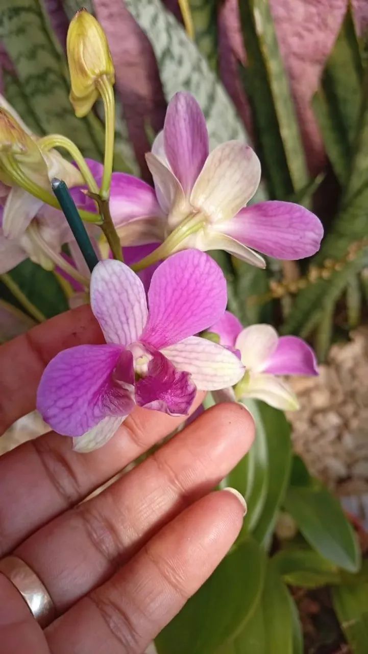 Orquídea  - Foto 4