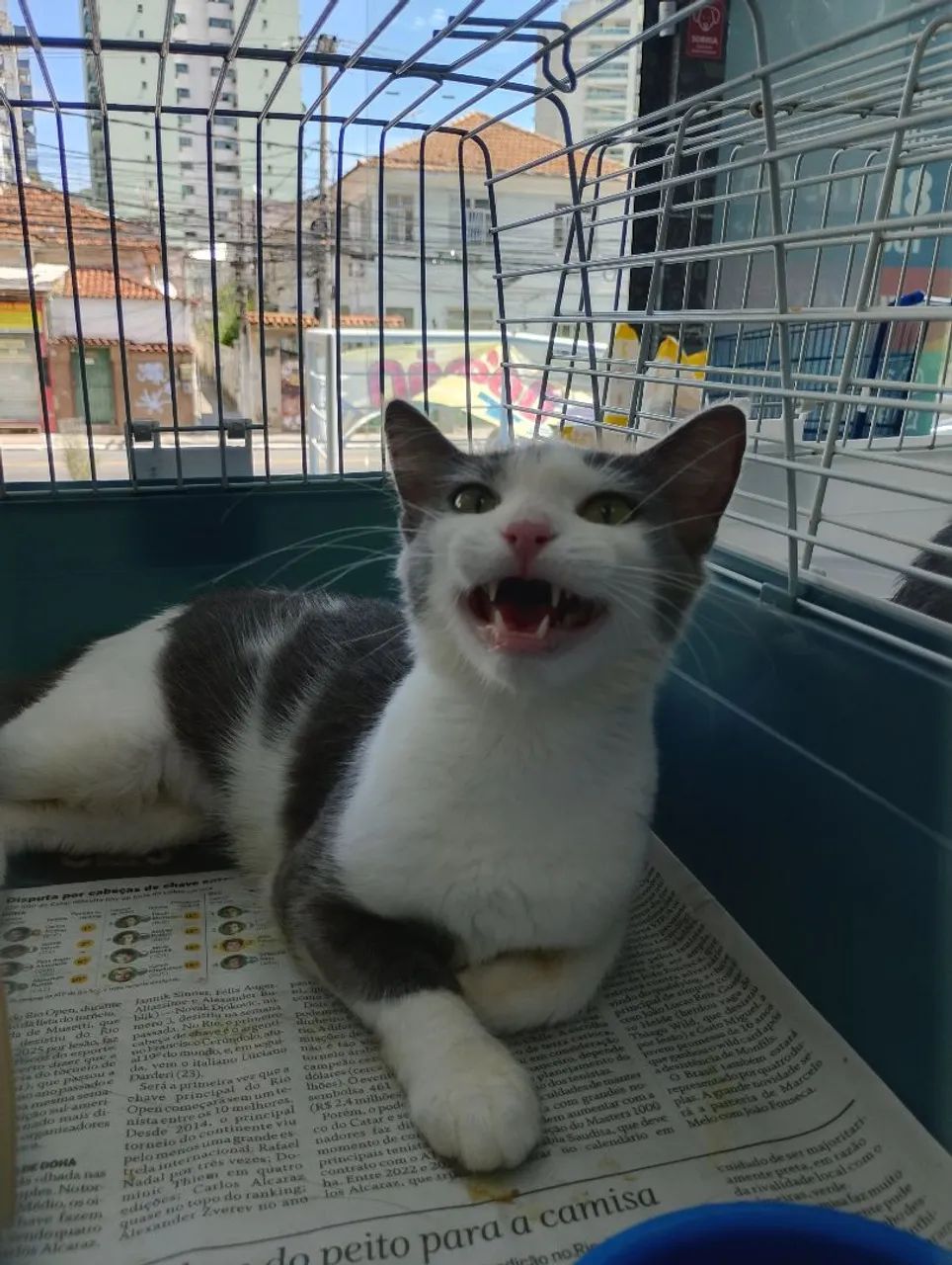 Gata CASTRADA, VACINADA e Vermifugada para adoção responsável  - Foto 5