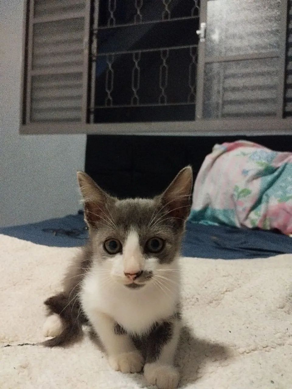 Doa-se gatinho macho resgatado