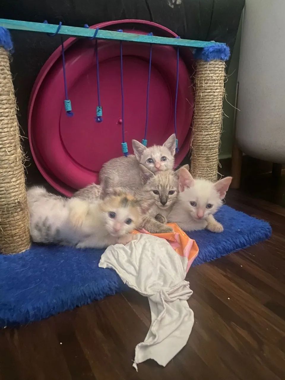 Gatinhos para adoção  - Foto 4