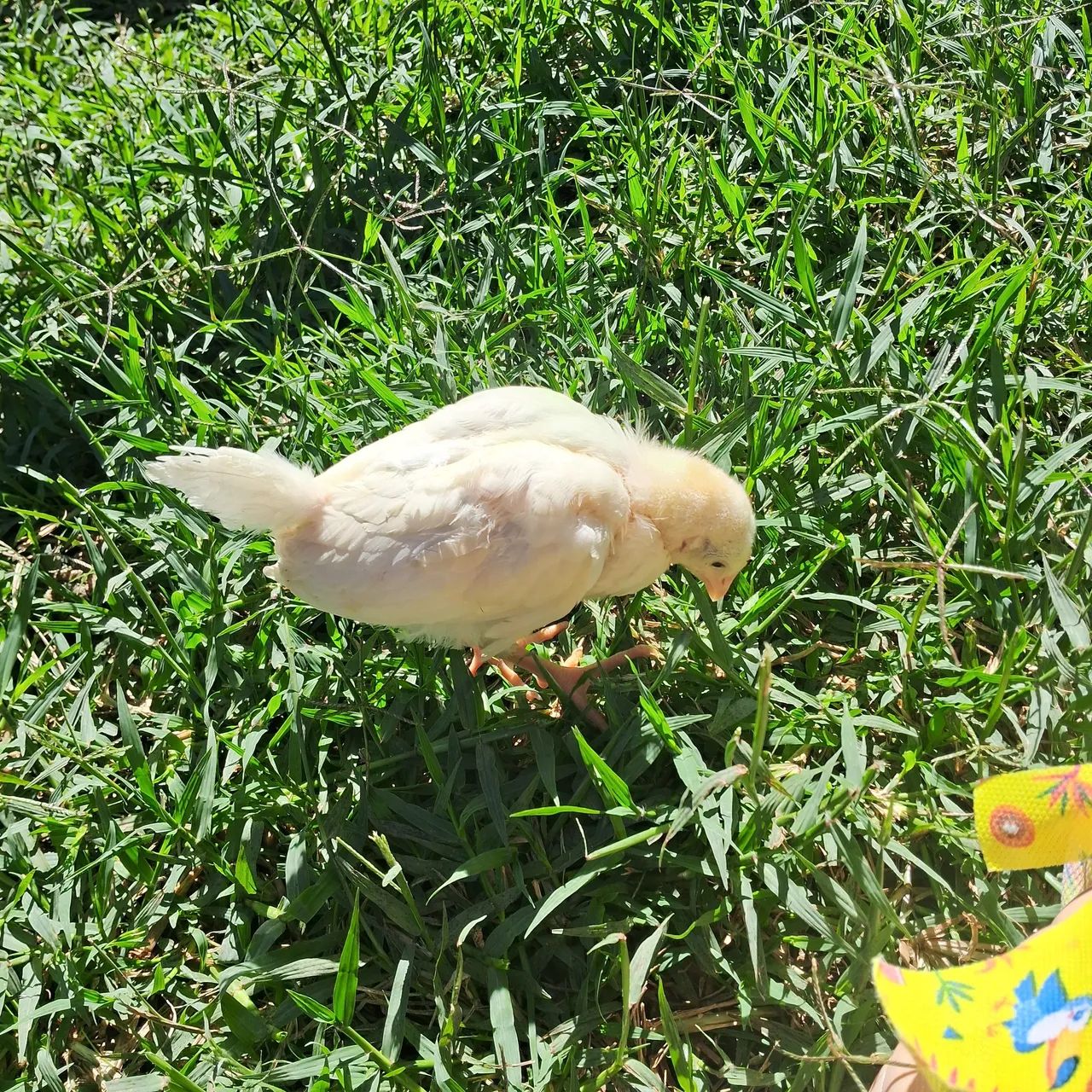 Pintinhos de Galinha Caipira e Postura Colorida - Foto 2