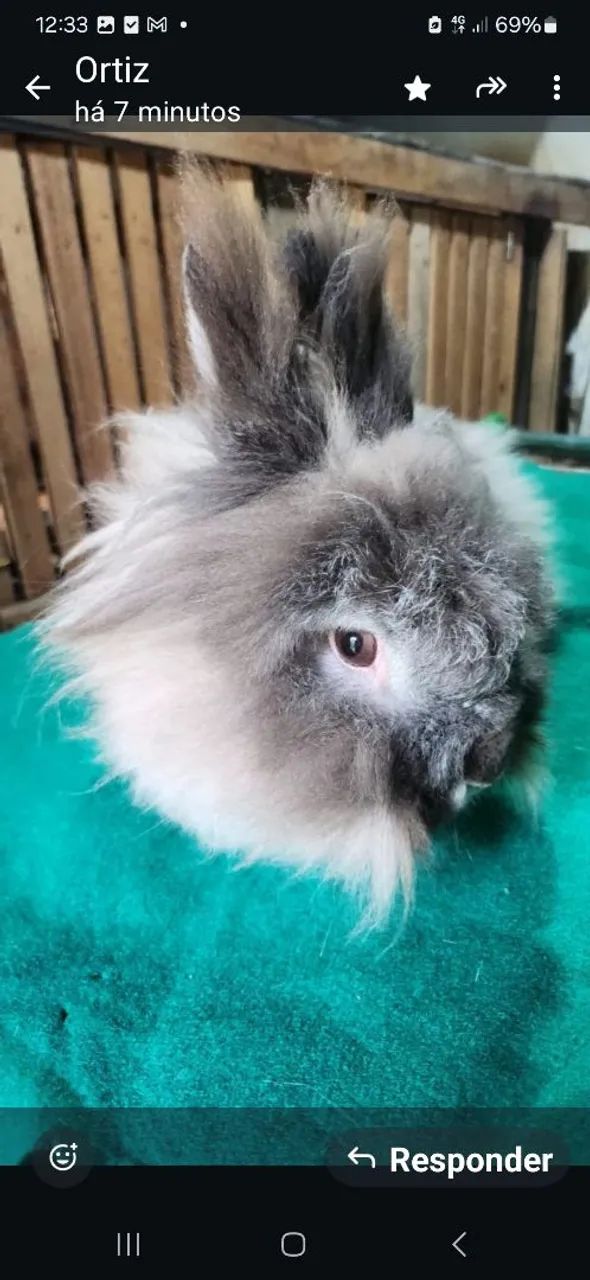 Coelhos mini e gigante 