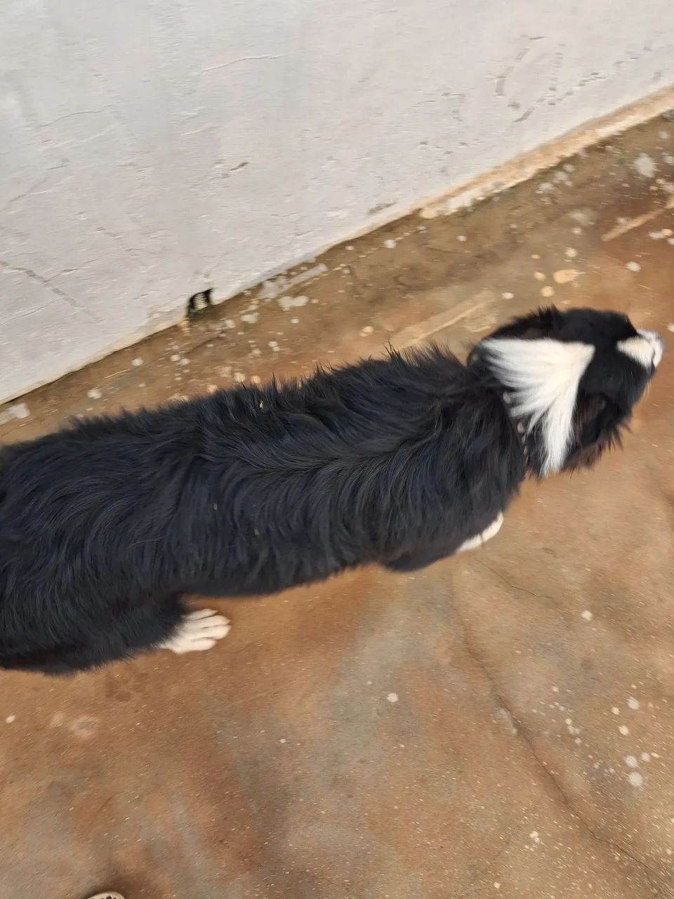 Border Collie Macho - Foto 3