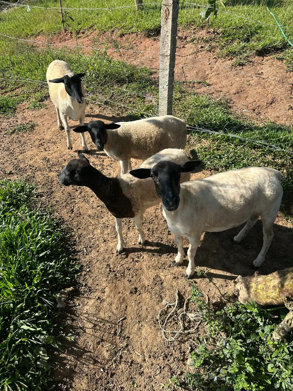 Vendo Troco  - Foto 4