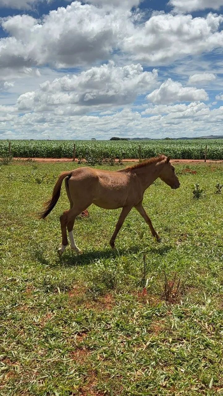 Venda-se  - Foto 5