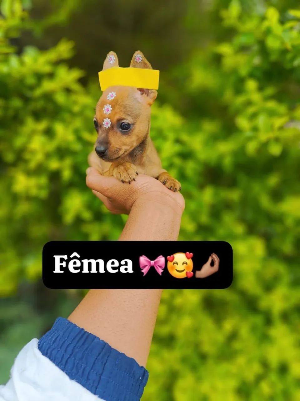 Pinscher com garantia e entregue com vacina 
