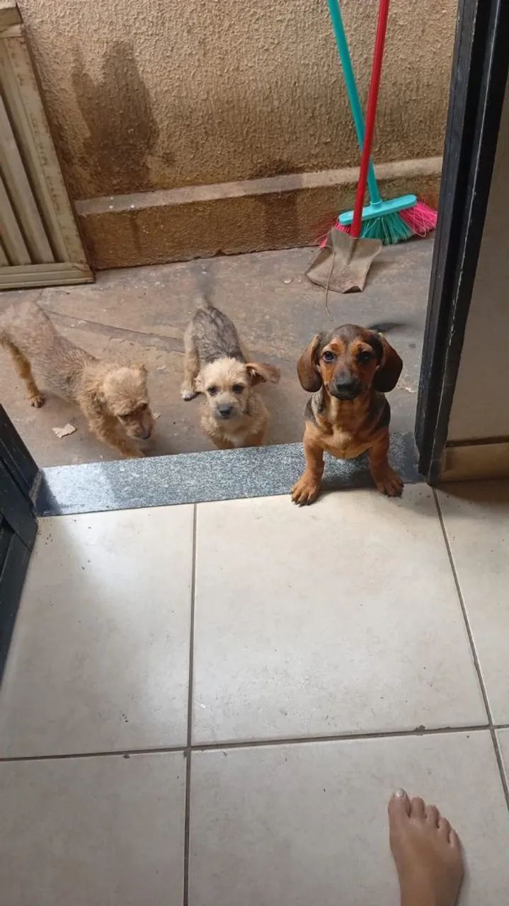 3 cadelas 
