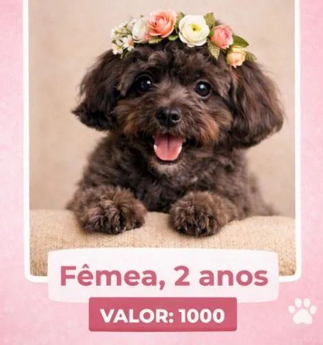 Cachorra shiatsu 