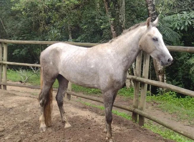 Potro mangalarga, registro provisório , e anos , inicio de doma,  - Foto 4