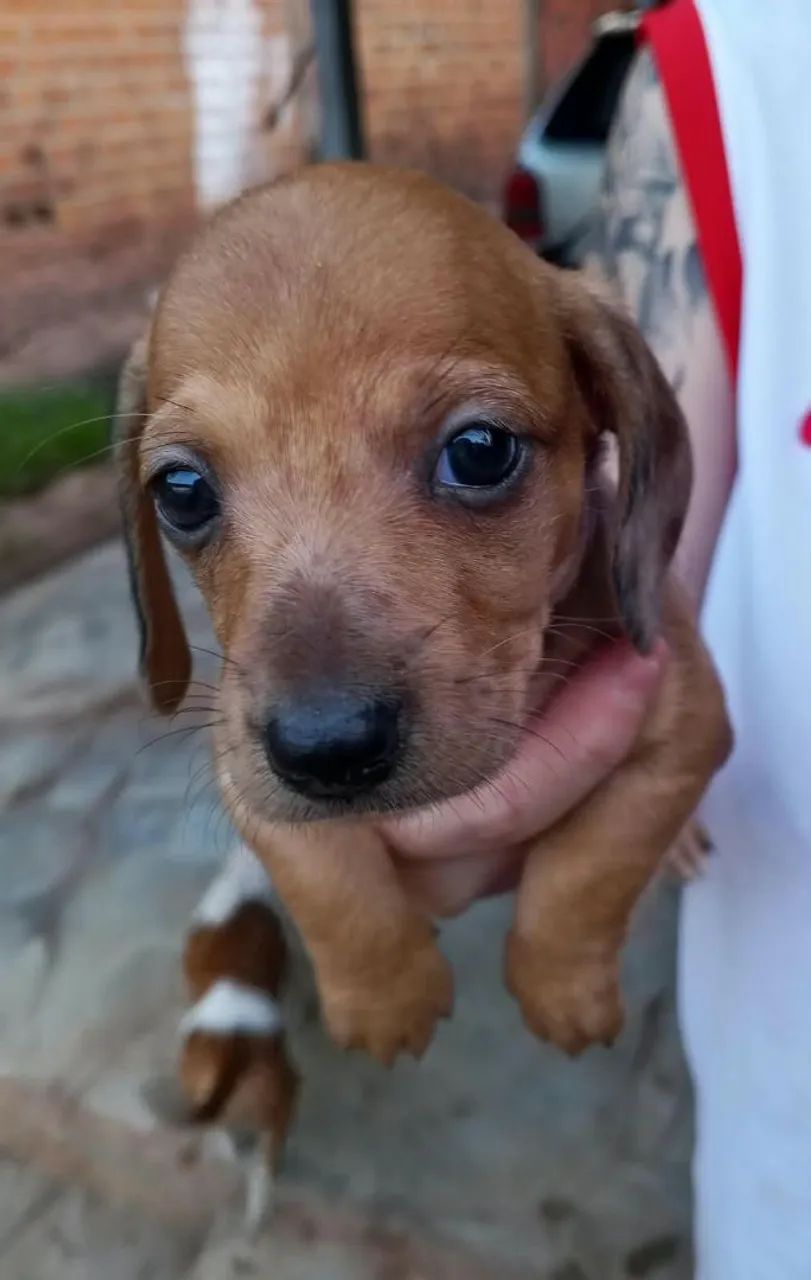 Filhotes de dachshund "salsicha" - Foto 3