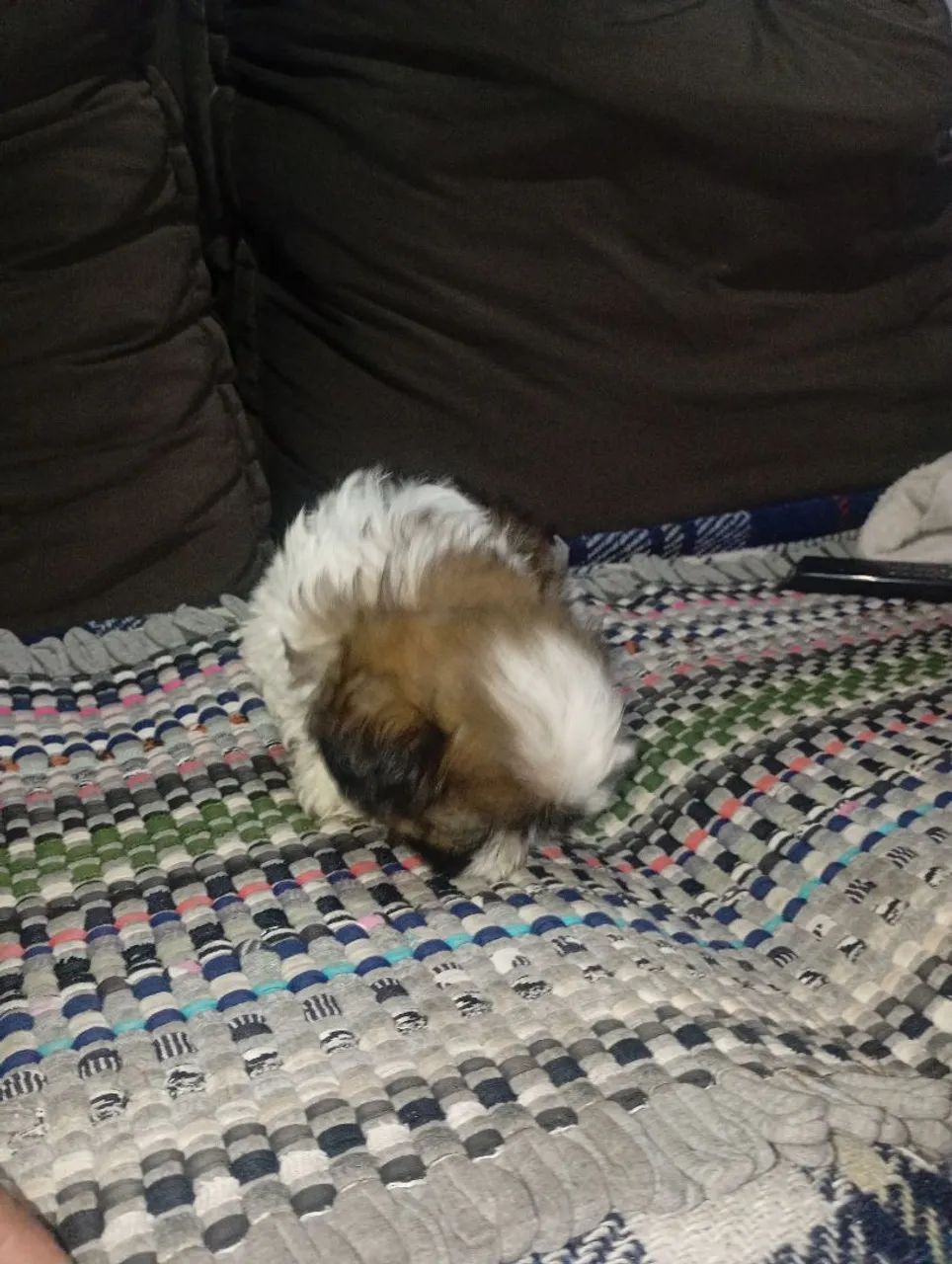 Cachorro  - Foto 3