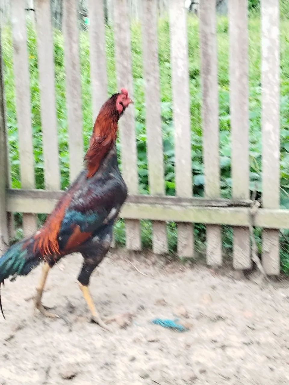 Vendo  frangos.