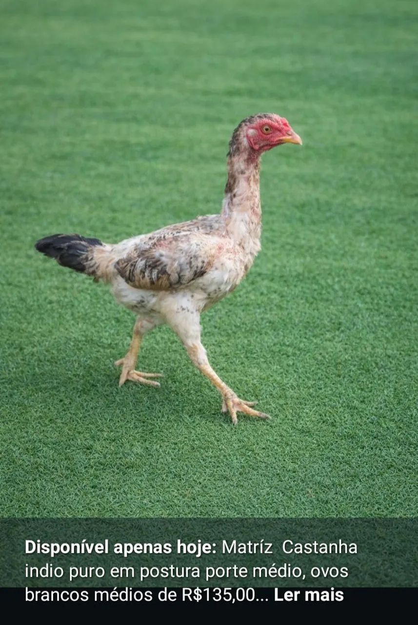 Galinha Poedeira  - Foto 3