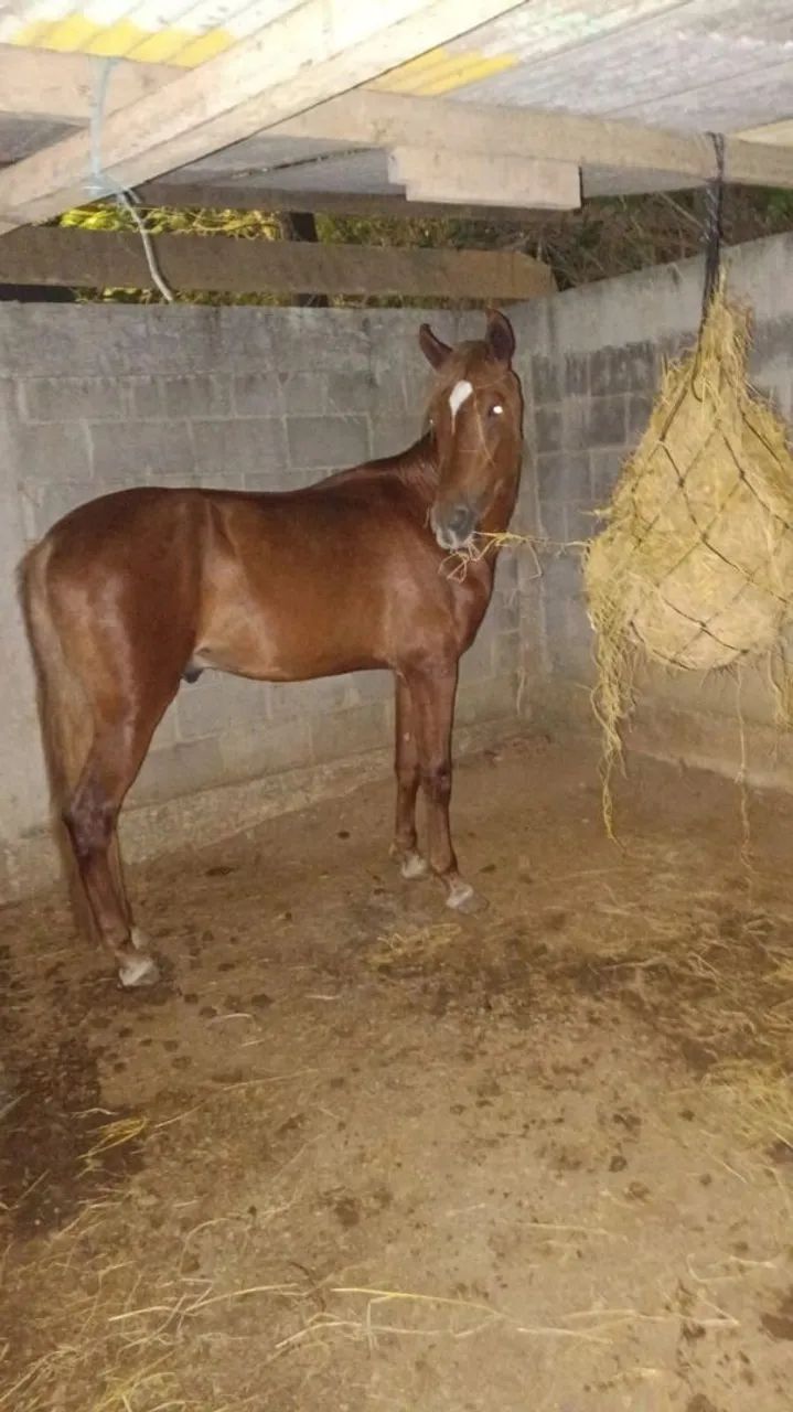 Cavalo  - Foto 3