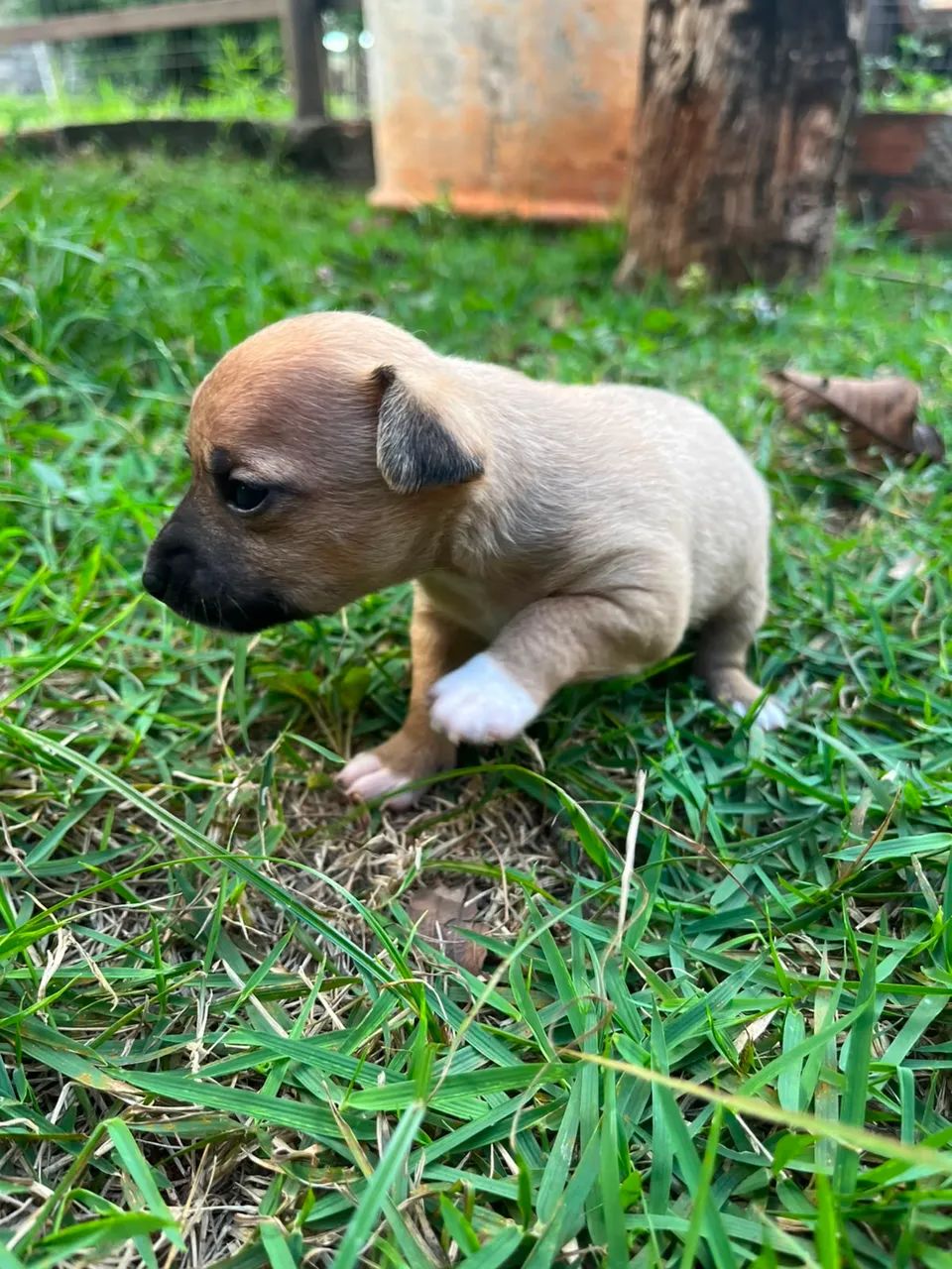 Vendo macho Pinscher  - Foto 2