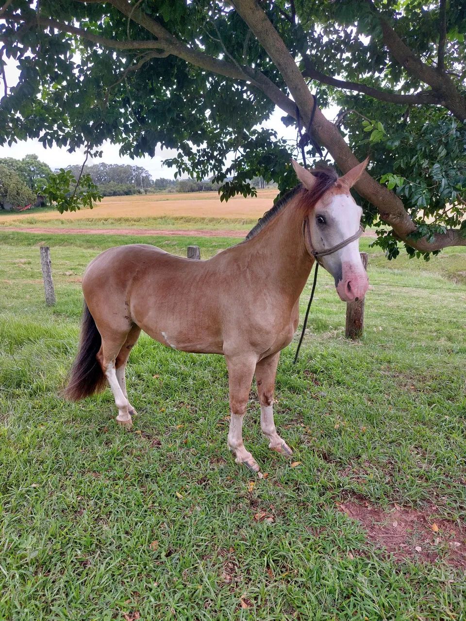 Cavalo baio bragado capado confirmado - Foto 5