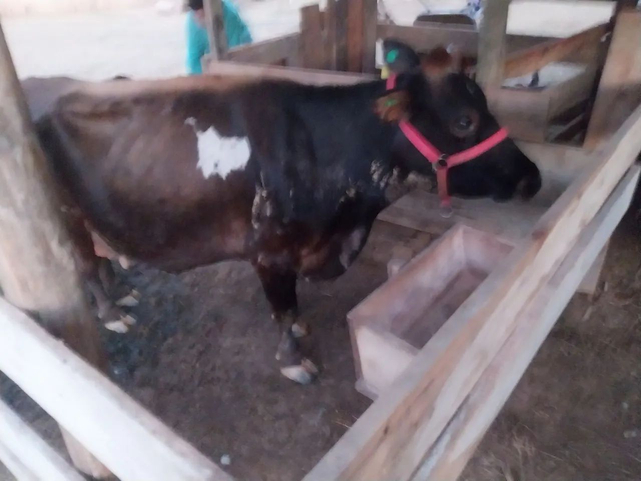 Vendo vaca de leite jersey - Foto 3