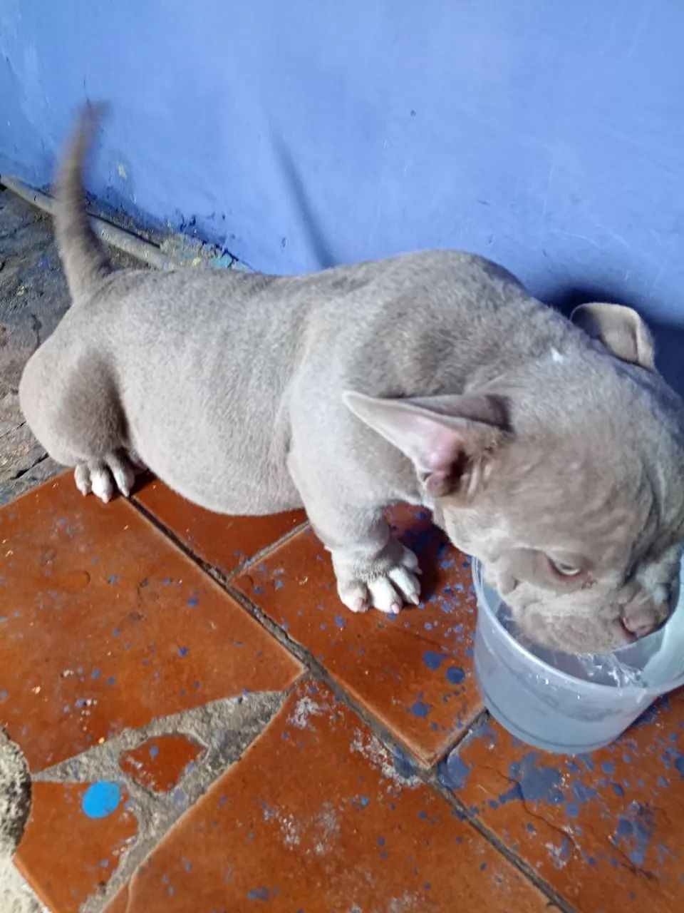 Cachorro  - Foto 5