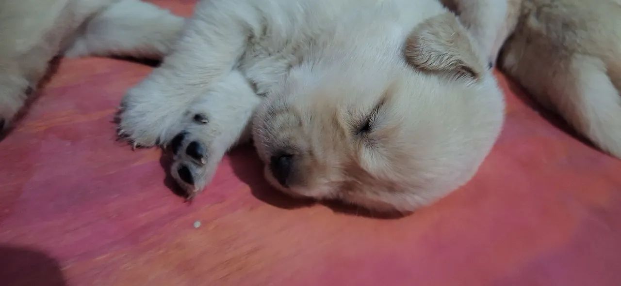 Golden Retriever  - Foto 5