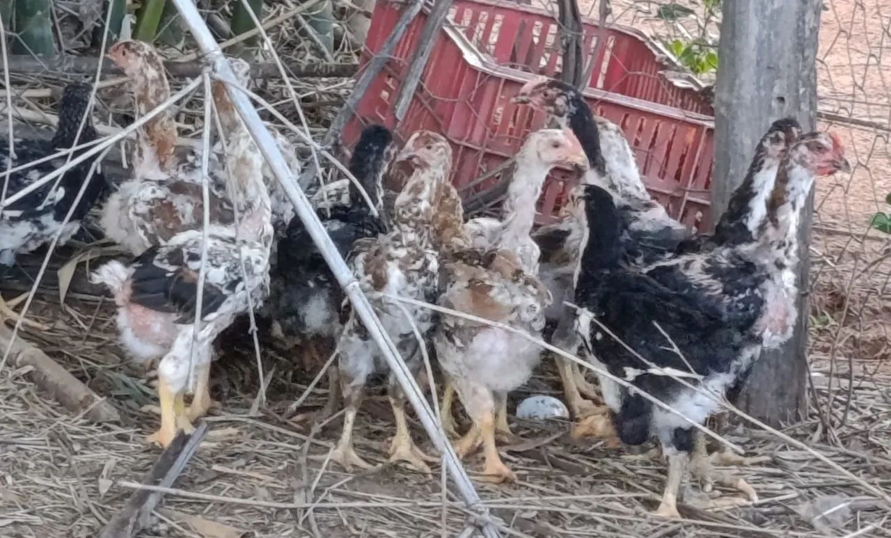 Pintinhos gsb  - Foto 3