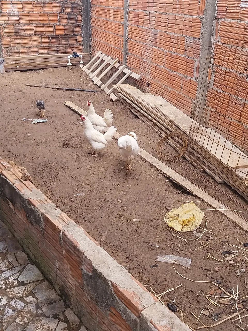 Galinha garnize - Foto 2