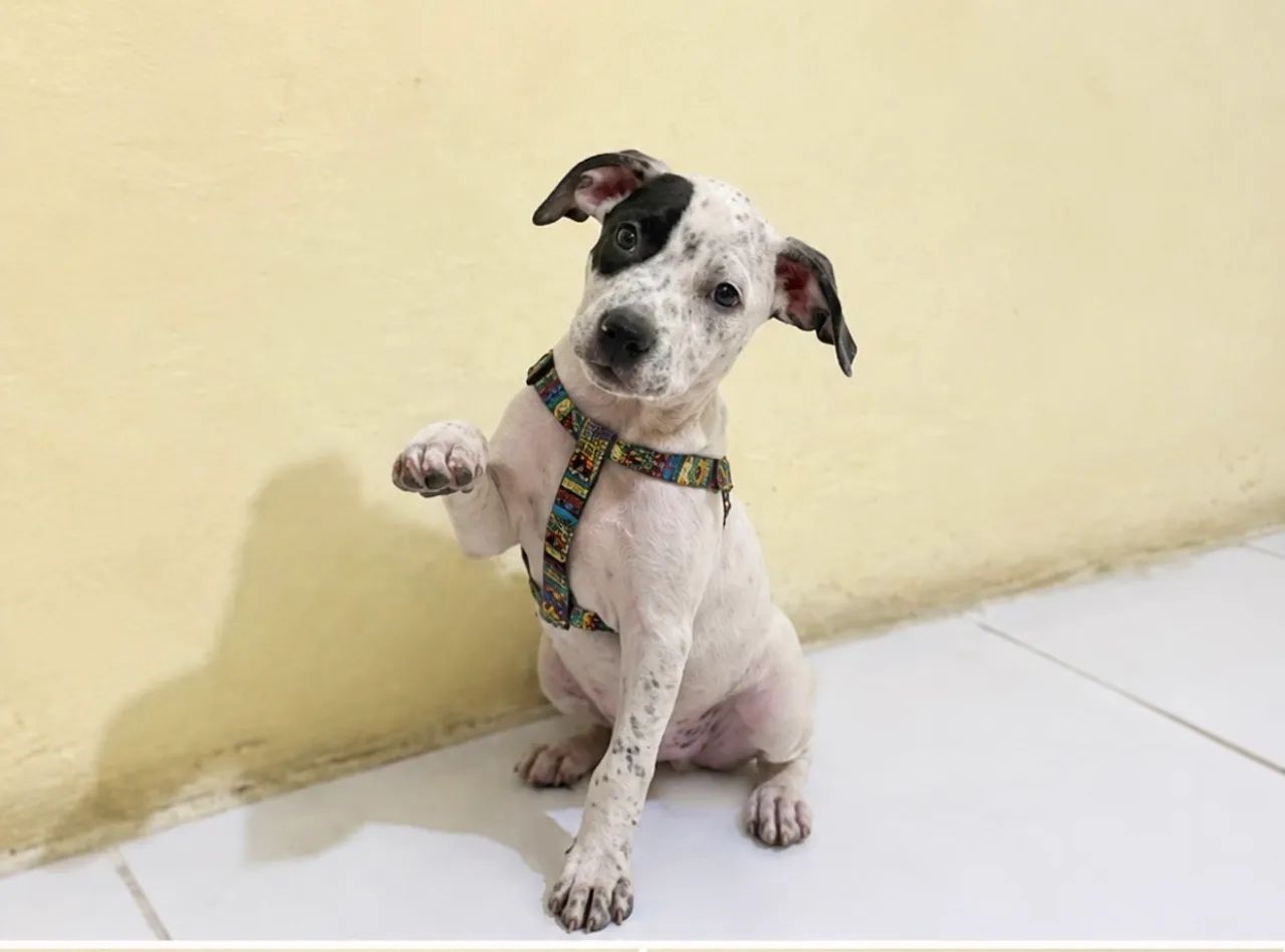 pitbull com dálmata  - Foto 2