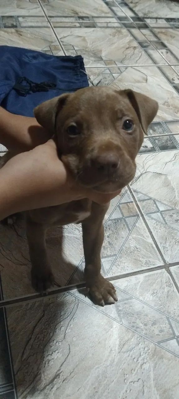 Cachorro  - Foto 2