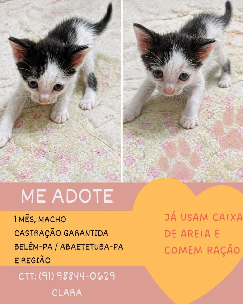 Gato para adoção - Foto 3