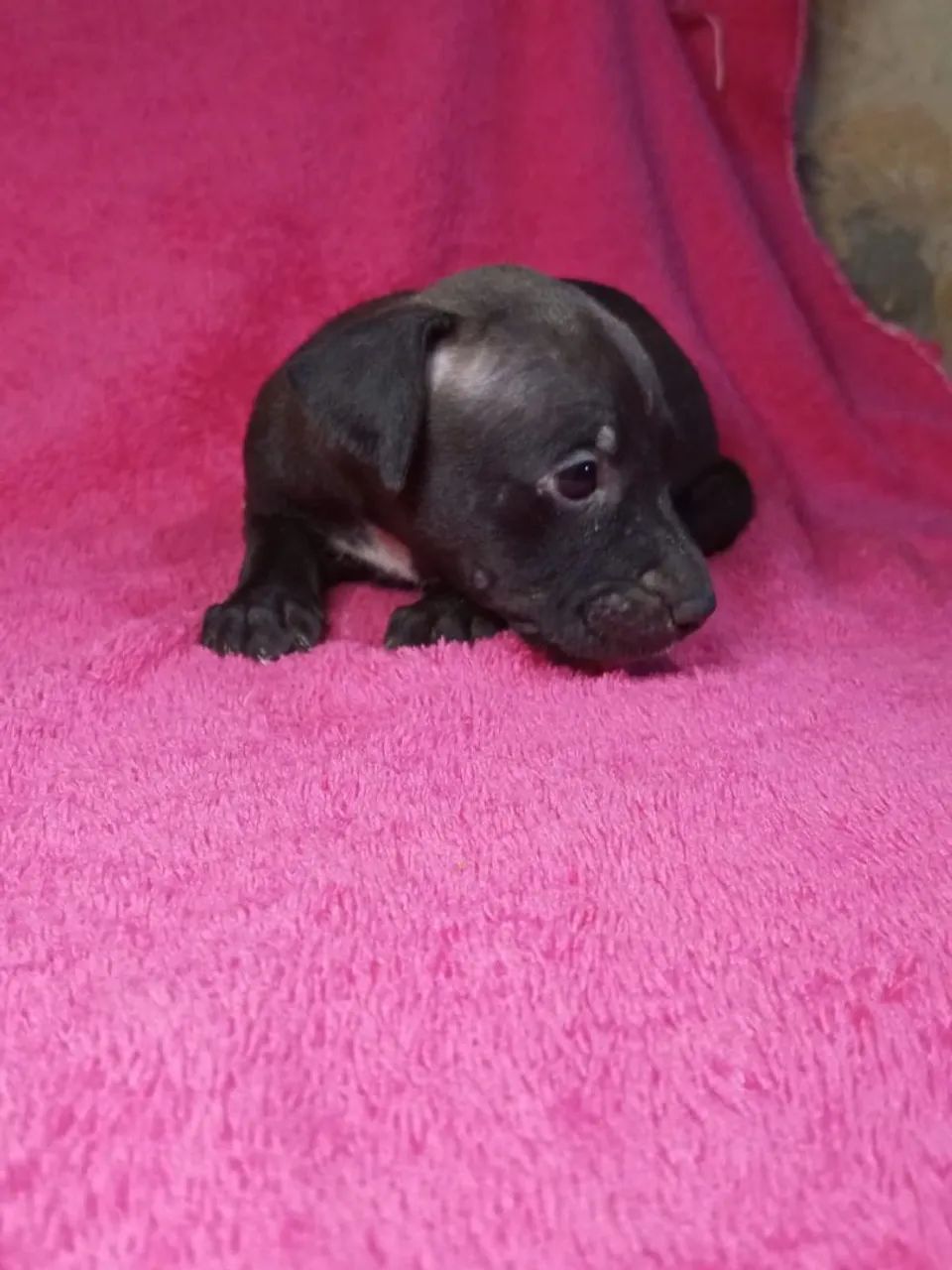 American pit bull terrier - Foto 4