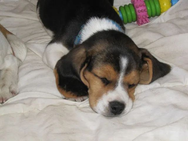 Beagle com garantia 