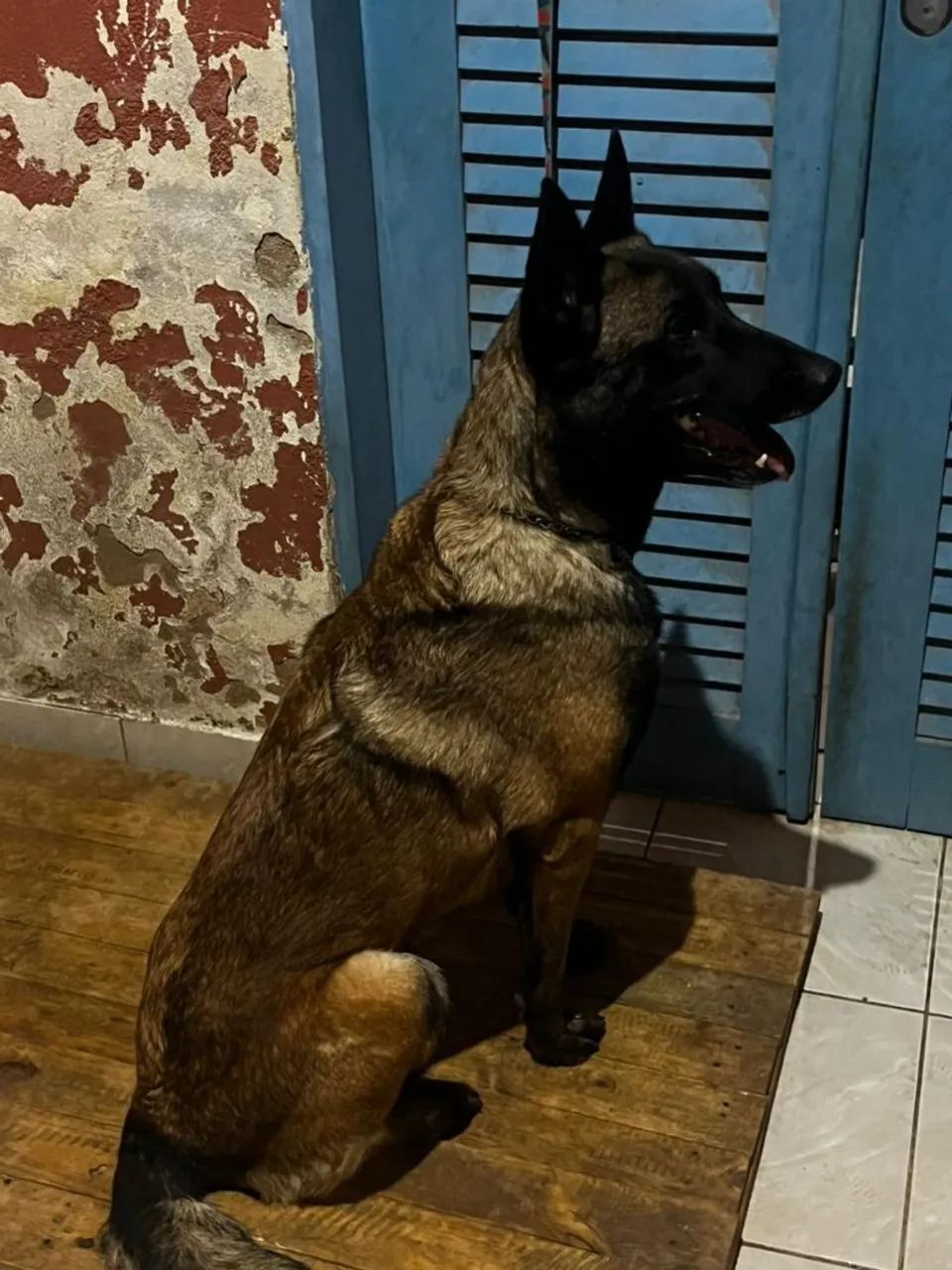 Belga malinois fêmea  - Foto 6