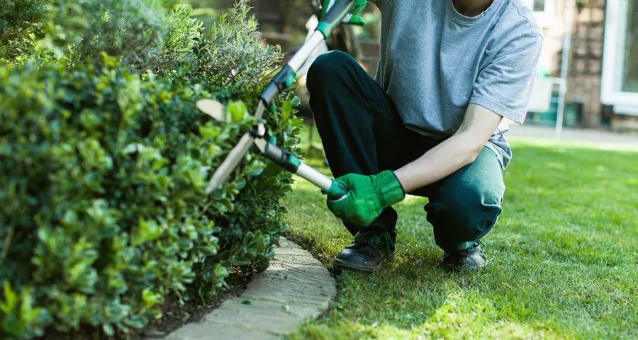 Jardinagem e paisagismo  - Foto 2