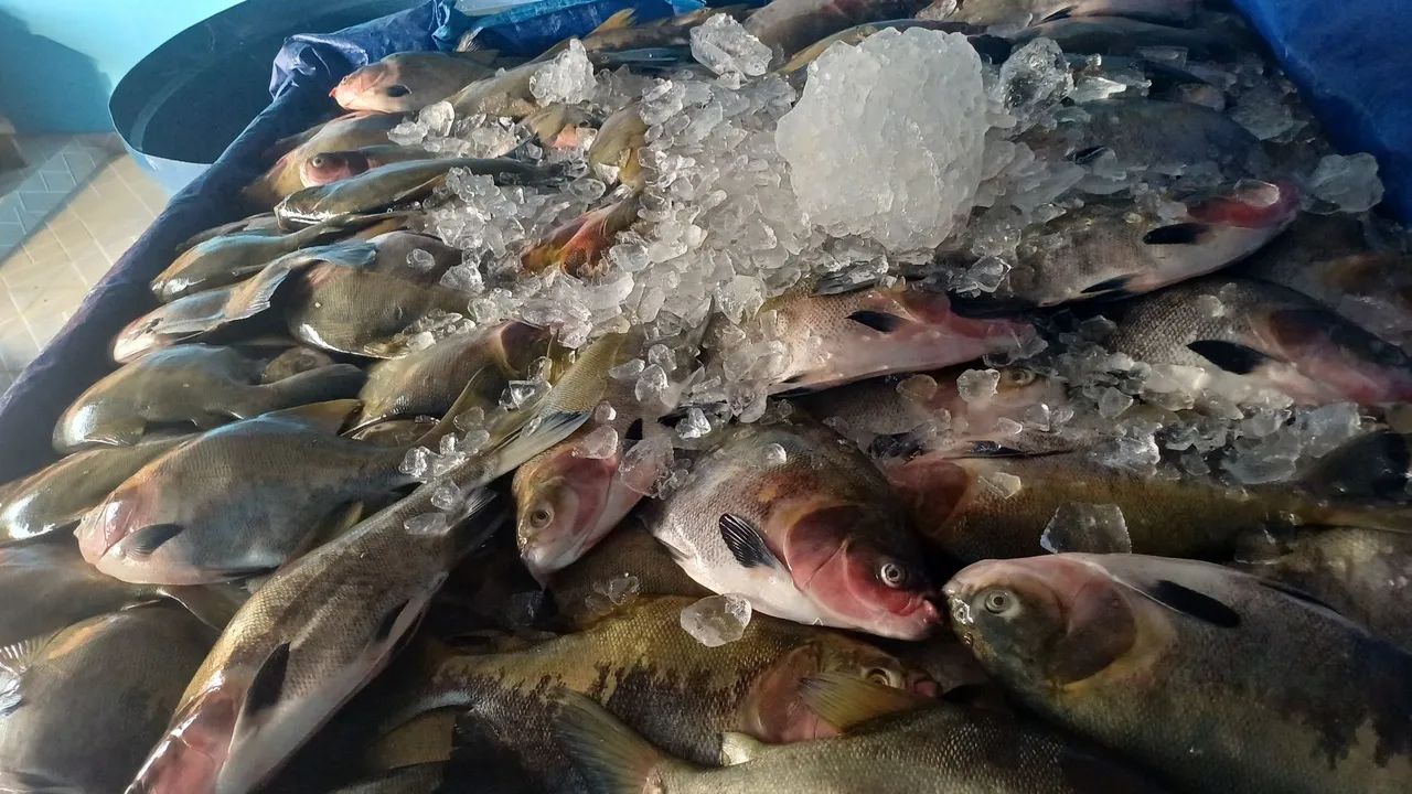 Peixe de tanque 