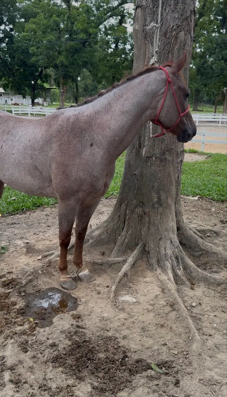 Cavalo Rosilho QM - Foto 4