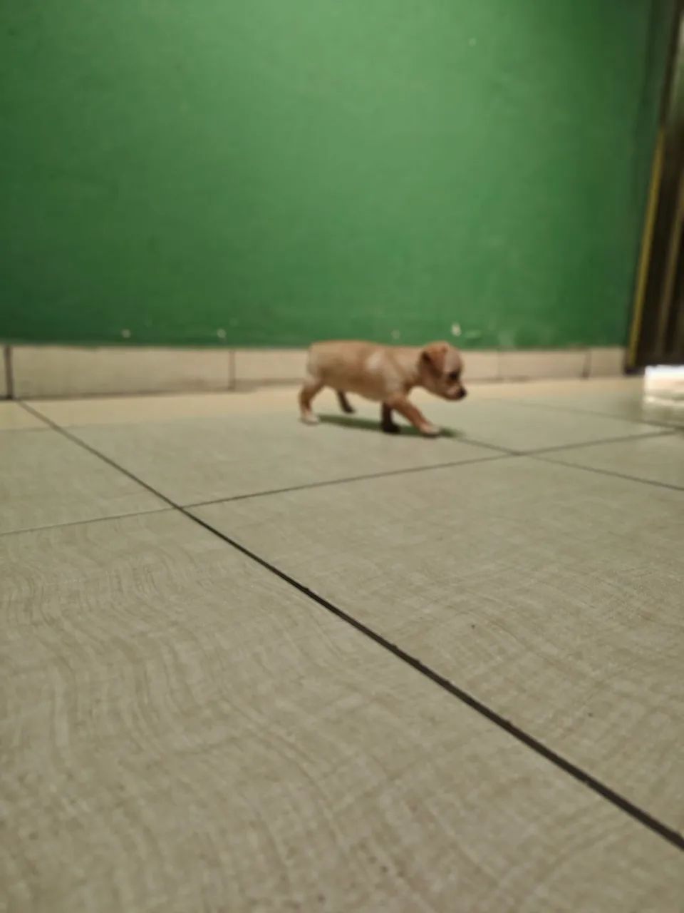 Pinscher mini - Foto 3