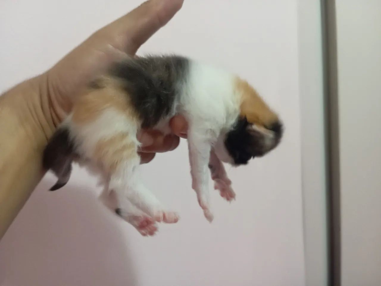 Gato persa  - Foto 4