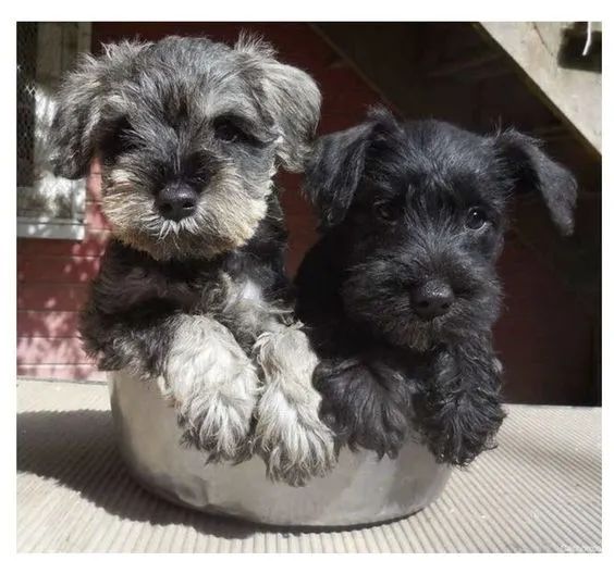 Schnauzer Machos e Femeas