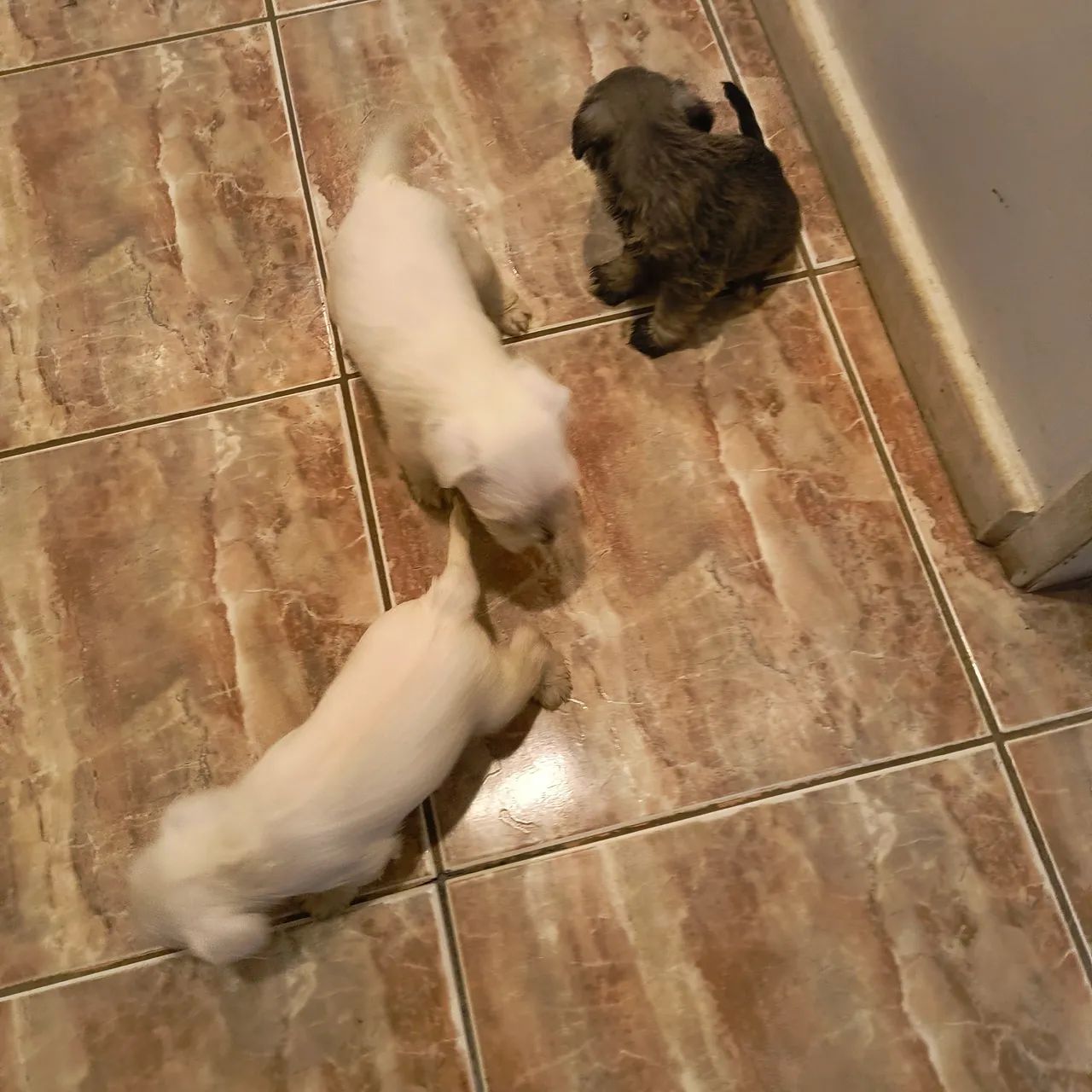 Animais  - Foto 4