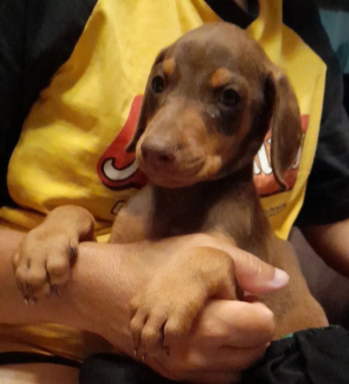 DOBERMANN - Foto 5