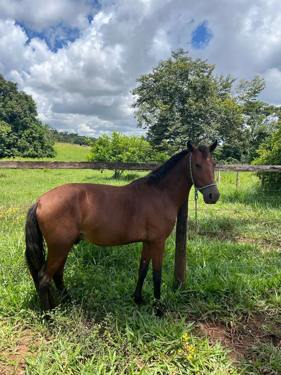 VENDO CAVALO MARCHADOR 