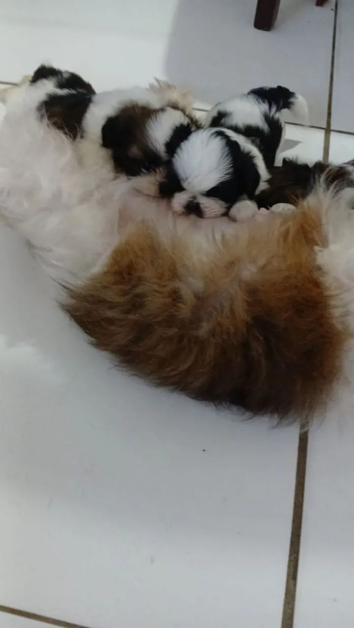 Vendo shitzu  - Foto 5