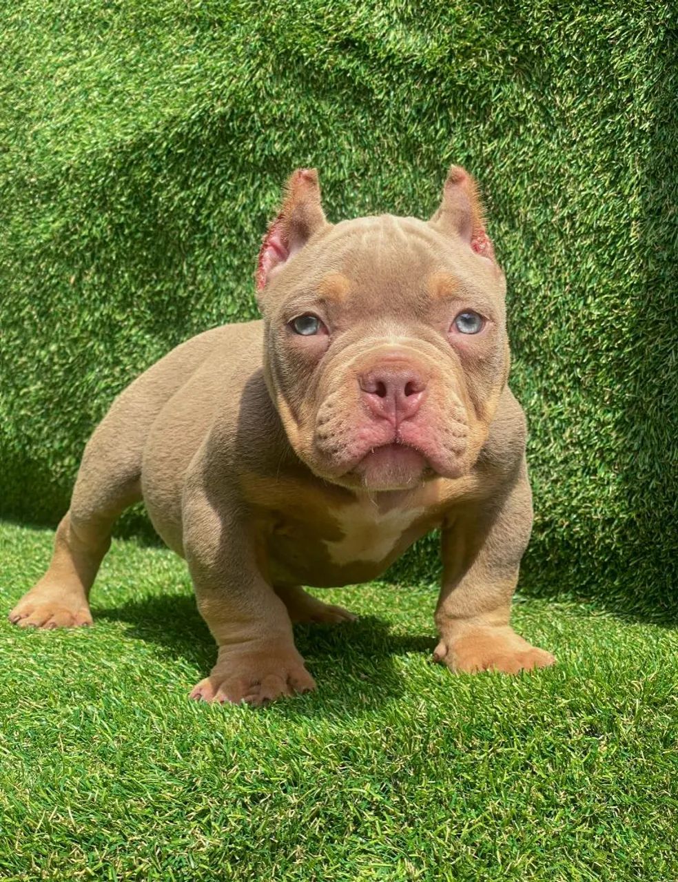 American bully  - Foto 3