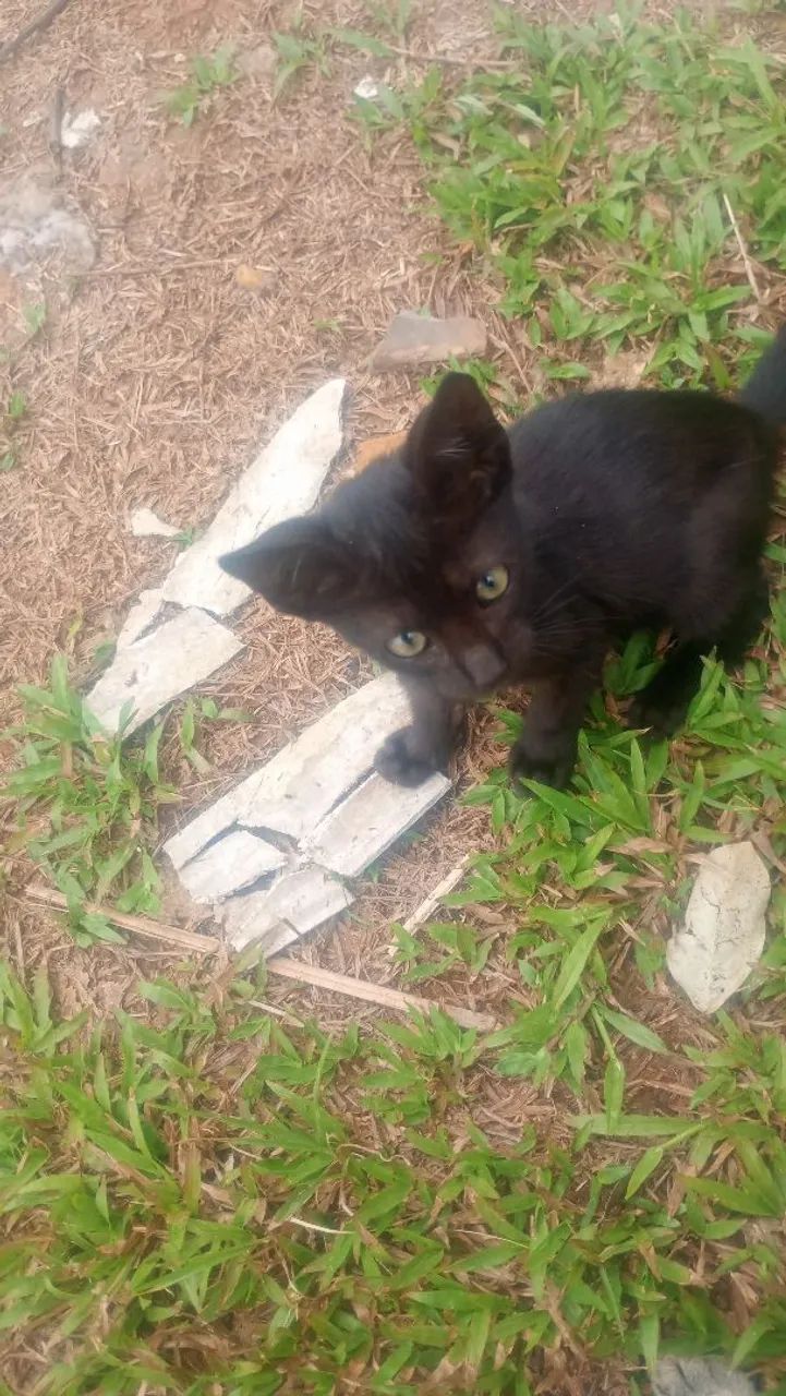 Gatos doação 