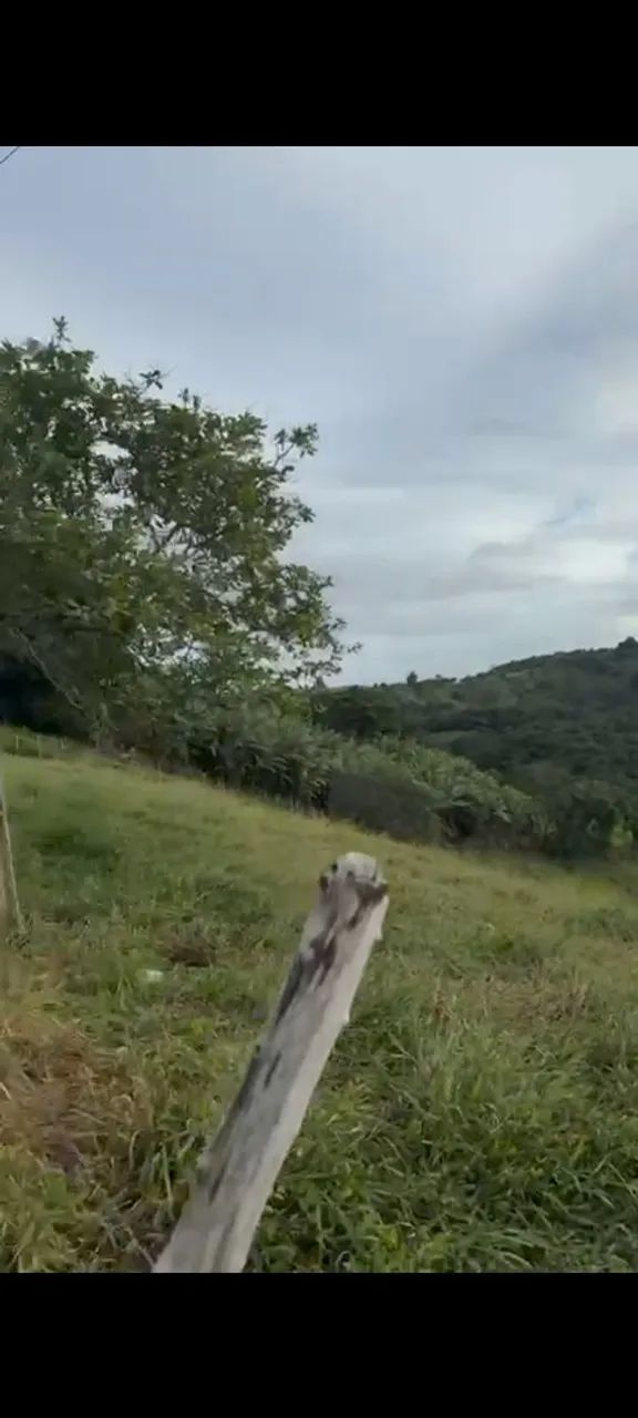 Granja em Areia  - Foto 4