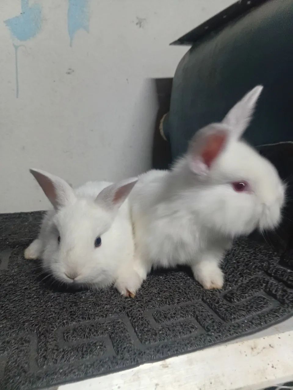 Bioterios e coelhos - Foto 2