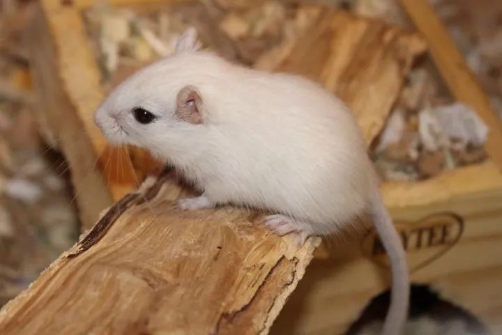 Gerbil - Esquilo da Mongólia - Foto 2
