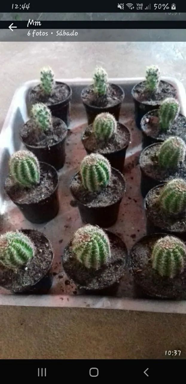 Cactos e suculentas - Foto 2