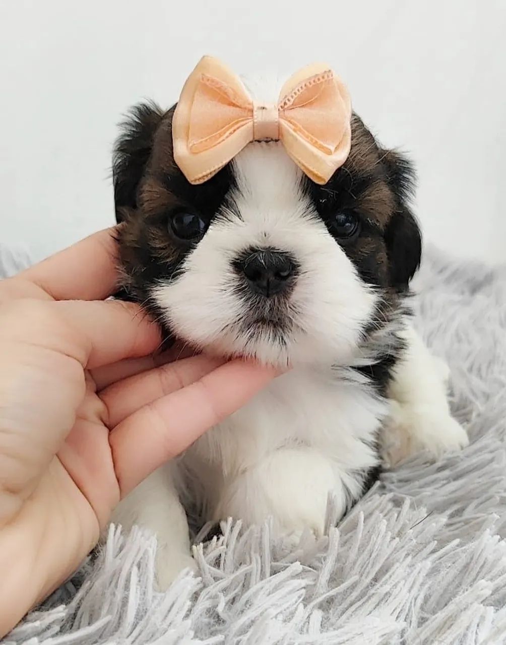 Shih tzu macho e fêmea  - Foto 5